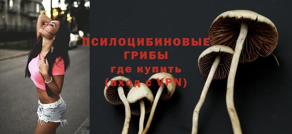 стаф Каменногорск